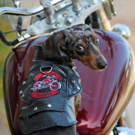 Biker Dawg (Color: black, size: X-Small)