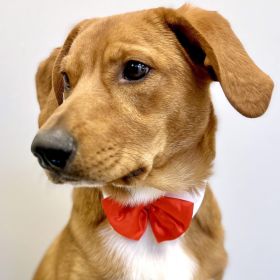 White Collar with Red Satin Bow Tie (size: 3X-Large)